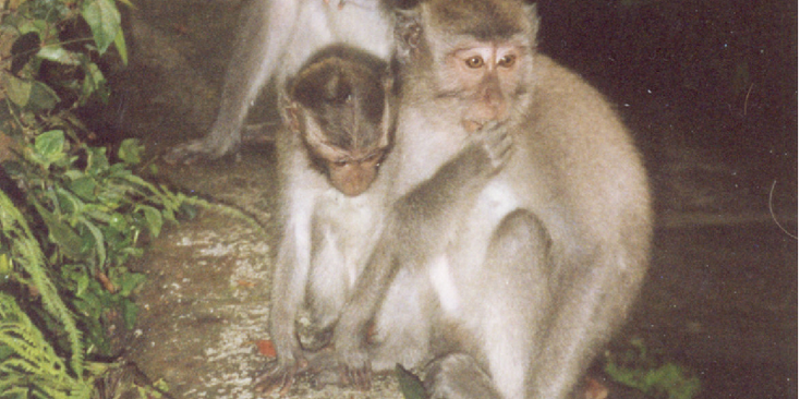 Monkey-Forest-aap-Ubud-Bali-Indonesië