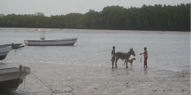 Sine-Saloum-delta-mangrove-ezel-nationaal-park-Toubakouta-Senegal