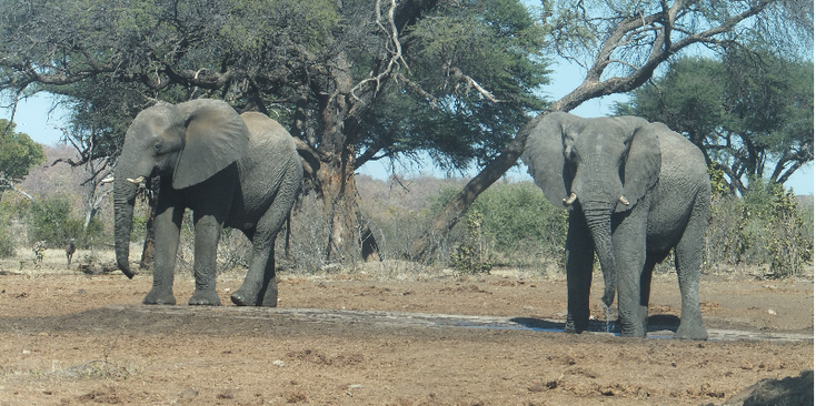 Bwabwata-Mahango-Game-Reserve-Nationaal-park-natuurpark-Caprivi-strip-Namibië-olifanten