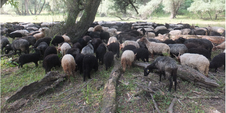 Wildkamperen-Vac-eiland-schapen-Hongarije