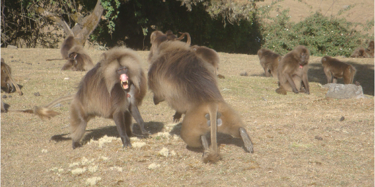 Simien-Nationaal-park-bavianen-Gelata-vechten-Ethiopië