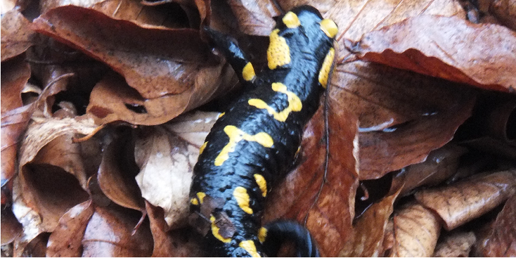 Slovensky-Raj-nationaal-park-salamander-Slowakije