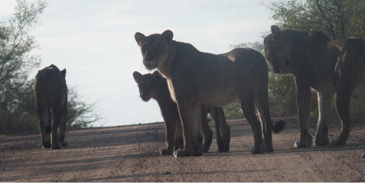 Kruger-nationaal-park-leeuwen-Zuid-Afrika