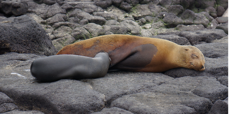 Galapagos-eilanden-Galapagos-nationaal-park-zeehond-zeug-jong-pup-Ecuador