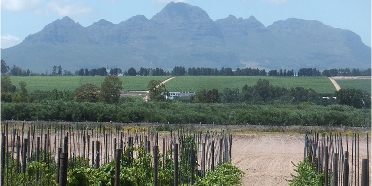 Wijngaard-Stellenbosch-Zuid-Afrika-wijnranken