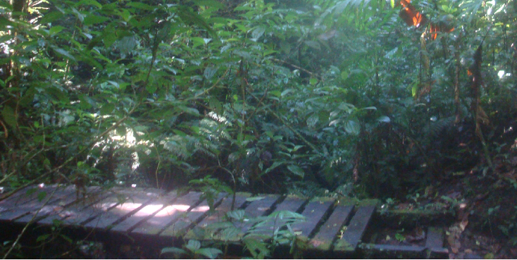 Santa-Elena-nationaal-park-jungle-cloud-forest-Costa-Rica