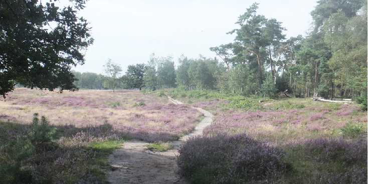 Hei-Soesterduinen-paars-beschermd-pad-Soest-Nederland