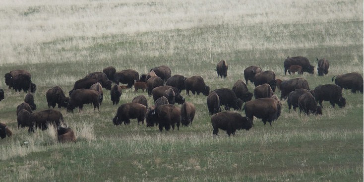 Antelope-Island-nationaal-park-bizon-Utah-Verenigde-Staten