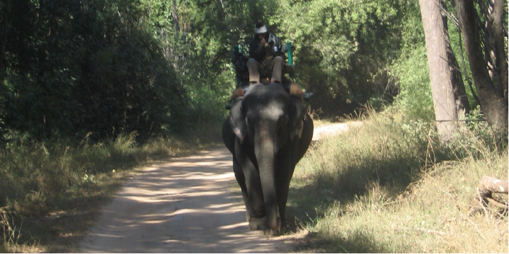 Kanha-nationaal-park-tijger-reserve-India-olifant