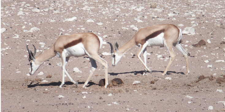 Etosha-nationaal-park-natuurpark-zoutpan-Namibië