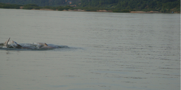 Kratie-Irrawaddy-Dolphin-Cambodia-Mekong-River