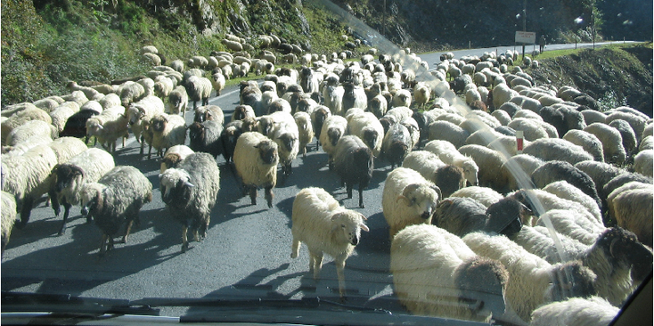 Trabzon-Sumela-klooster-onderweg-schapen-Turkije