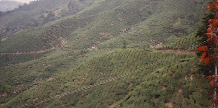 Boh-Tea-Estate-Cameron-Highlands-hooglanden-thee-plantages-Maleisië
