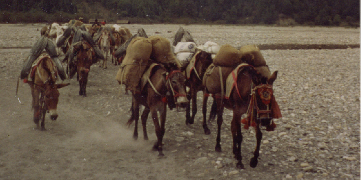 Annapurna-trekking-bergen-Nepal-Himalaya-paarden