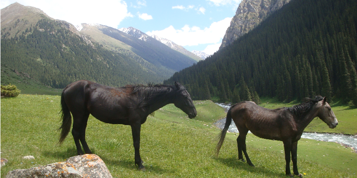 Altyn-Arashan-hostel-paard-Kirgizië