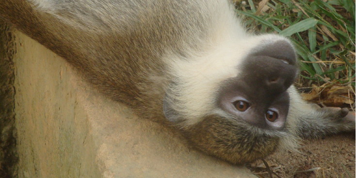 Monkey-Forest-Kakum-Nationaal-park-Ghana-aap