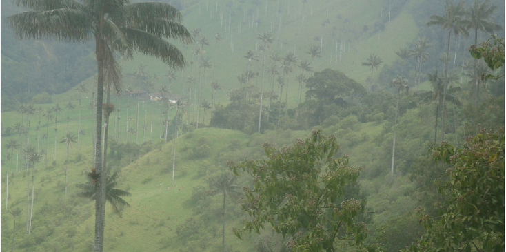 Valle-de-Cocora-Colombia-wax-palmbomen-hoog-dunne-stam-vallei