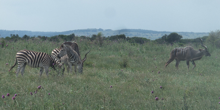 Addo-Zebra-Ocean-National-Park-South-Africa