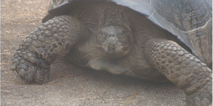 Galapagos-nationaal-park-reuzen-schildpad-Ecuador