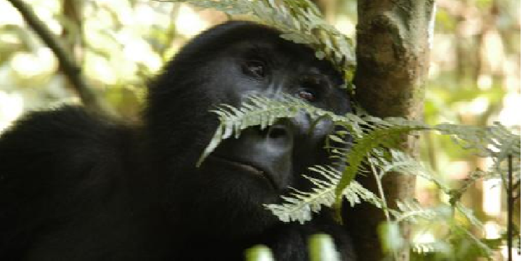 Bwindi-Nationaal-Park-gorilla-berg-Oeganda