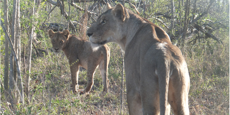 Kruger-National-Park-Lion-South-Africa
