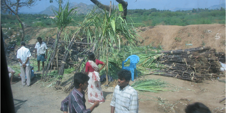 Tamil-Nadu-suikerriet-kap-madurai-Kumily-India