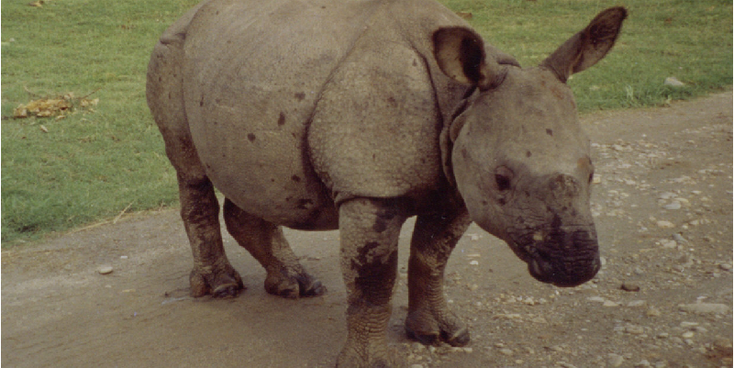 Sauhara-neushoorn-baby-tam-Chitwan-Nationaal-Park-Nepal