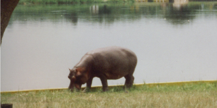 Murchisson-Falls-nationaal-park-nijlpaard-Oeganda