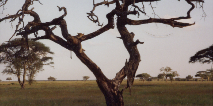 Serengeti-leeuw-slapend-in-boom-Tanzania-Nationaal-park-vlaktes