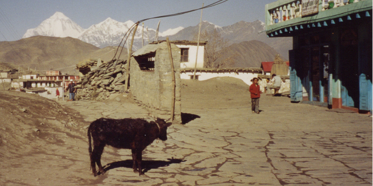 Annapurna-Muktinath-Temple-trekking-bergen-Nepal-Himalaya-Yak