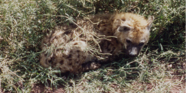 Serengeti-Tanzania-Nationaal-park-hyena