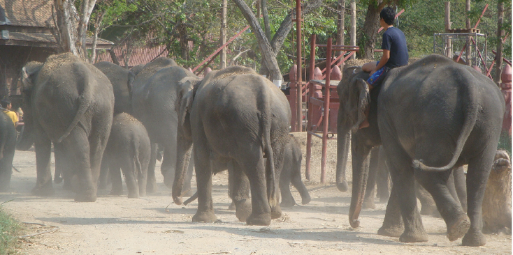 Elephant-Kraal-Ayuttayah-Thailand
