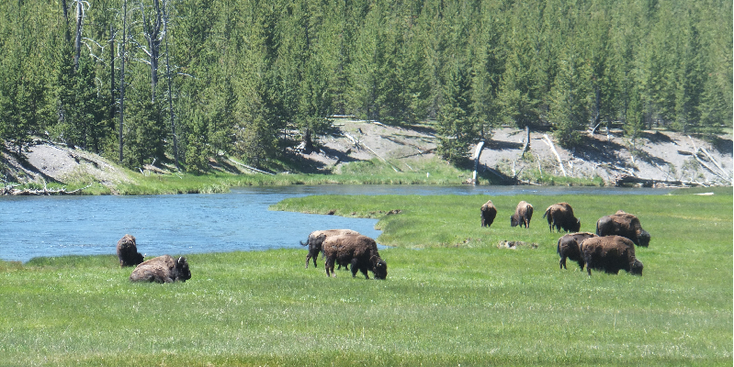 Yellowstone-natuurpark-bizon-rivier-nationaal-park-beer-Verenigde-Staten