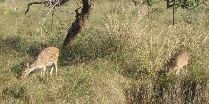 Kanha-nationaal-park-tijger-reserve-India-hert