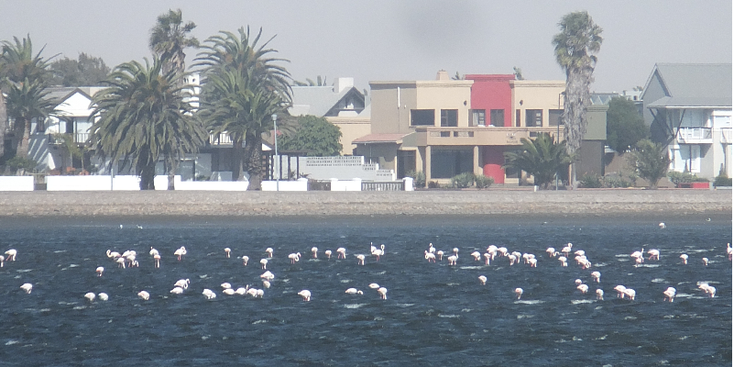 Walvisbaai-Walvis-Bay-flamingo-kolonie-Swakopmund-Namibië
