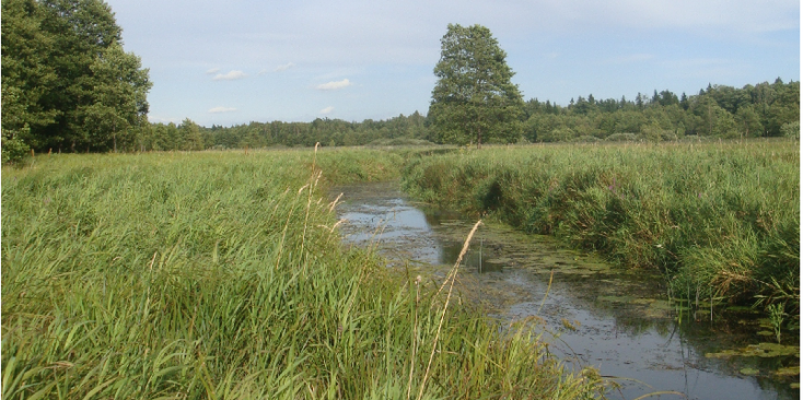 Bialowieza-Nationaal-Park-rivier-Polen