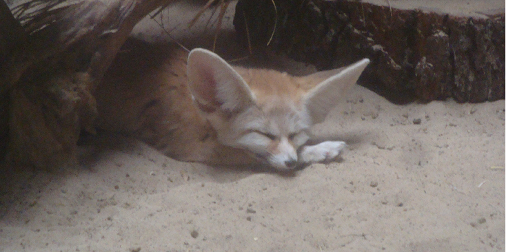 Jihlava-Desert-Fox-Zoo-Czech-Republic