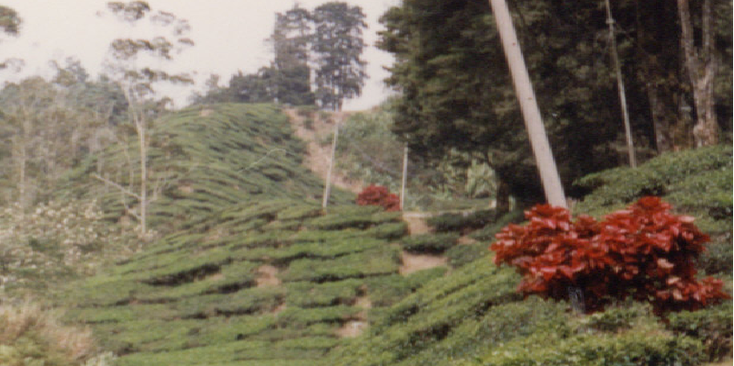 Boh-Tea-Estate-Cameron-Highlands-hooglanden-thee-plantages-Maleisië
