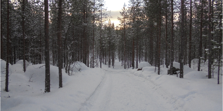 Inari-bos-sneeuw-ondergaande-zon-Lapland-Finland