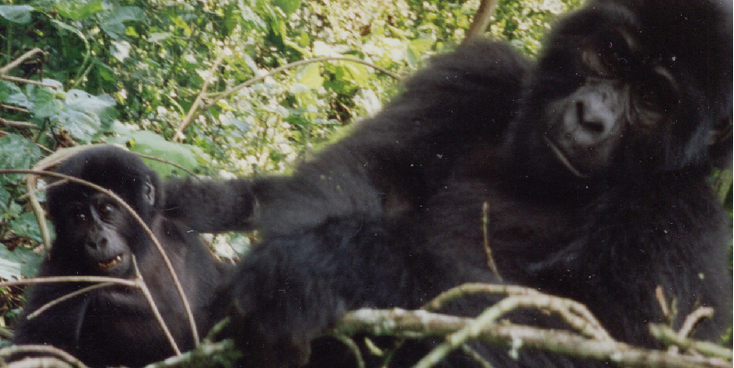 Bwindi-nationaal-park-berg-gorilla-Oeganda-jungle
