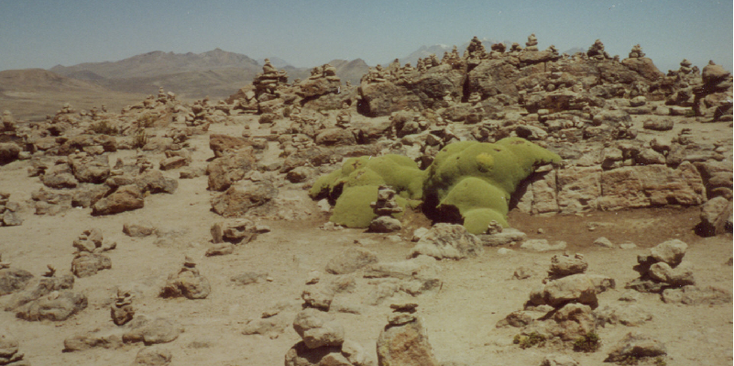 Yareta-mos-Colca-Canyon-stenen-rotsen-Peru