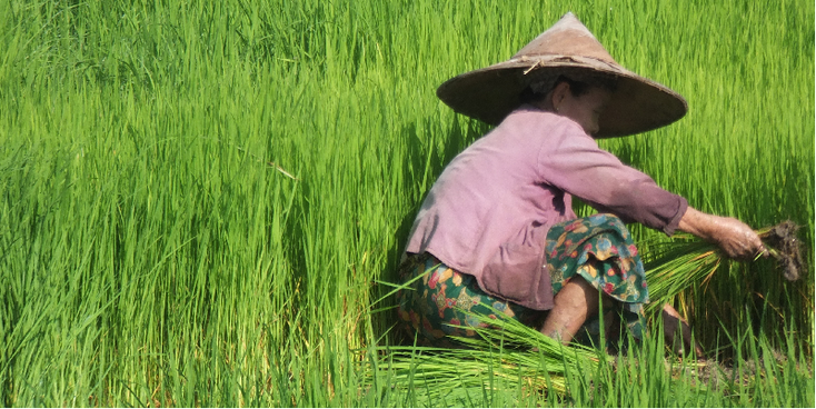 Hpa-An-rijst-lokale-vrouw-Myanmar