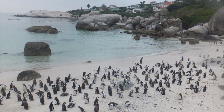 Simon-Town-Bay-Boulders-pinquin-pinguin-Kaapstad-kolonie-Zuid-Afrika