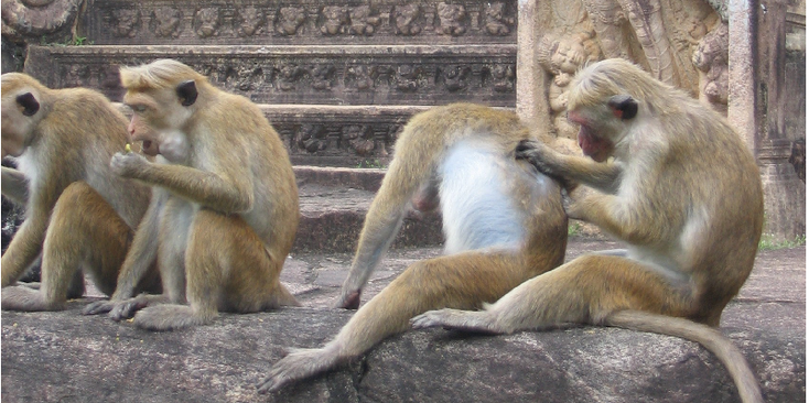 Polonnaruwa-aap-archeologische-site-ruïne-Sri-Lanka