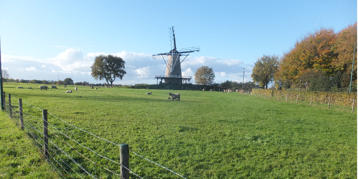 Soester-Eng-Soest-Windhond-molen-weiland-heuvel-koe-Nederland