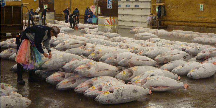 Tsukiji-vismarkt-zalm-bevroren-hal-Tokyo-Japan