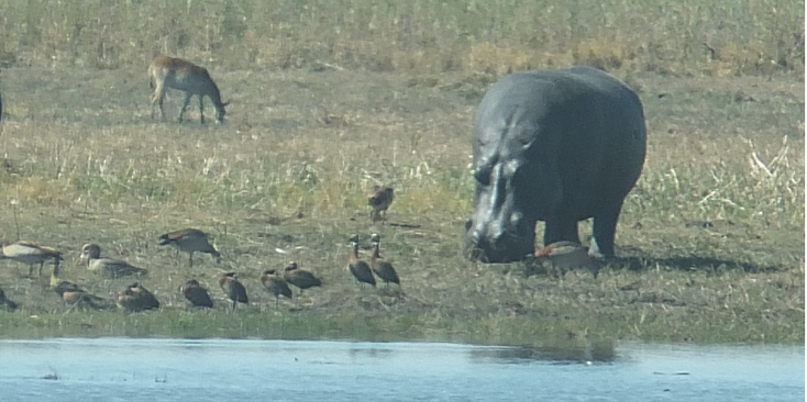 Caprivi-Strip-nijlpaard-eend-Nationaal-Park-Namibië