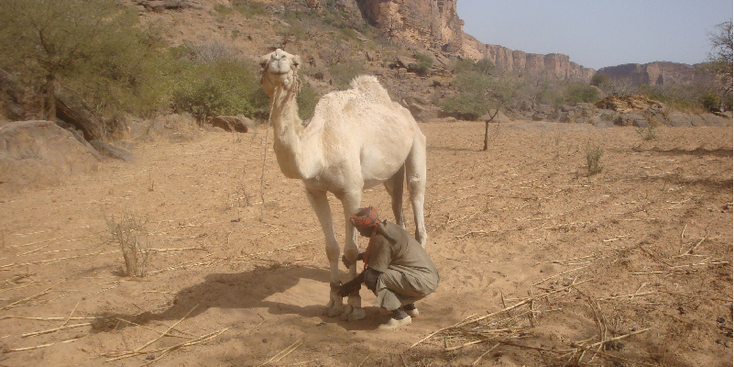 Dogon-land-kameel-Tirelli-Mali