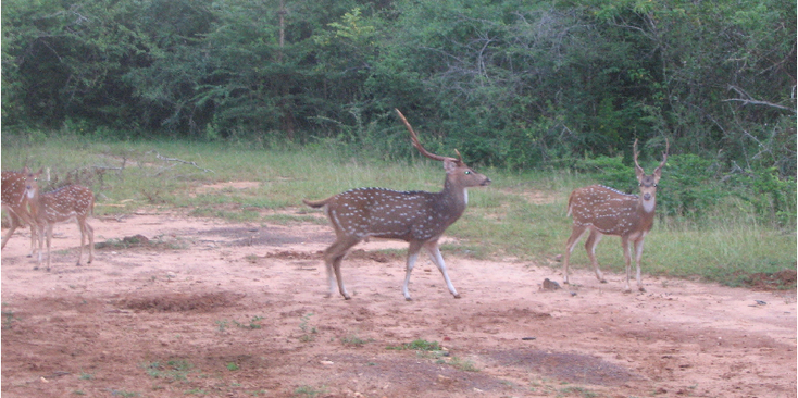 Yala-Nationaal-Park-hert-Sri-Lanka