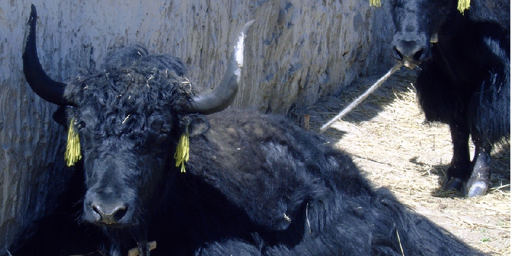 Yak-Tibet-koe-muur-horens-China